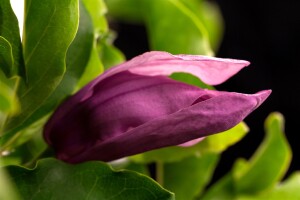 Magnolia liliiflora Susan kräftig 125- 150 cm