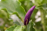 Magnolia liliiflora Susan kräftig C50 150-175