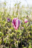 Magnolia liliiflora Susan kräftig C50 150-175