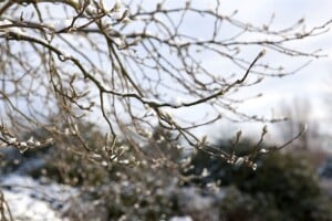 Magnolia loebneri Leonard Messel C6 80-100