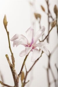 Magnolia loebneri Leonard Messel C6 80-100