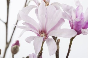 Magnolia loebneri Leonard Messel C6 80-100