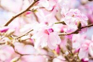 Magnolia loebneri Leonard Messel C6 80-100