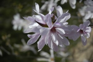 Magnolia loebneri Leonard Messel C6 80-100