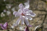 Magnolia loebneri Leonard Messel C6 80-100