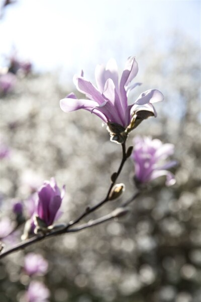 Magnolia loebneri Leonard Messel kräftig 3xv mDb 150- 175 cm kräftig