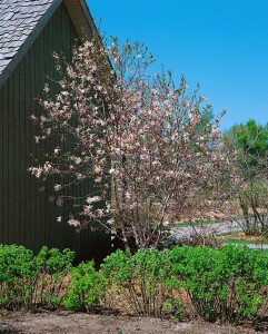 Magnolia loebneri Leonard Messel kräftig 3xv mDb 150- 175 cm kräftig