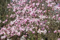 Magnolia loebneri Leonard Messel kräftig 3xv mDb 150- 175 cm kräftig