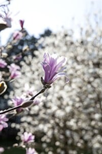 Magnolia loebneri Leonard Messel kräftig 3xv mDb 175- 200 cm kräftig