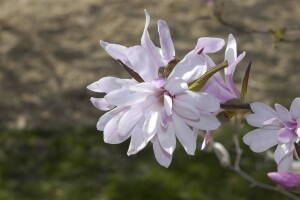 Magnolia loebneri Leonard Messel kräftig 3xv mDb 175- 200 cm kräftig