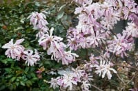 Magnolia loebneri Leonard Messel kräftig 3xv mDb 175- 200 cm kräftig