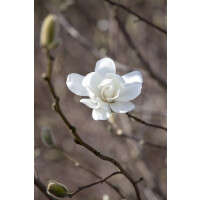 Magnolia loebneri Merrill kräftig 3xv mDb 150- 175...