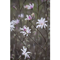 Magnolia soulangiana kräftig 4xv mDb 100-150 x 150-175
