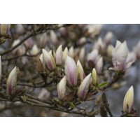 Magnolia soulangiana Alba Superba kräftig 4xv mDb...