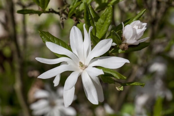 Magnolia stellata 40- 60 cm