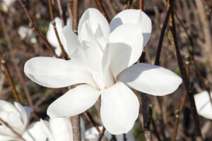 Magnolia stellata 40- 60 cm