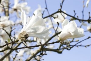 Magnolia stellata 40- 60 cm