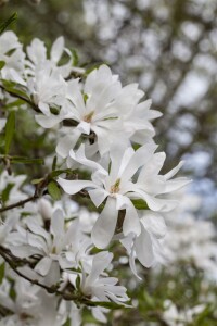 Magnolia stellata 40- 60 cm