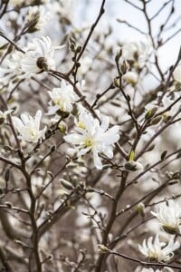 Magnolia stellata 40- 60 cm