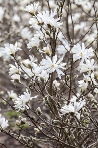 Magnolia stellata 40- 60 cm