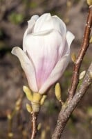 Magnolia stellata 40- 60 cm