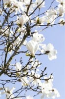 Magnolia stellata 40- 60 cm