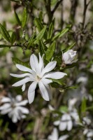 Magnolia stellata 40- 60 cm