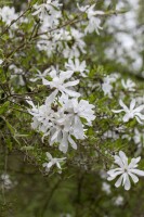 Magnolia stellata 40- 60 cm