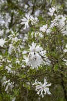 Magnolia stellata 40- 60 cm