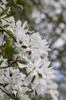 Magnolia stellata 40- 60 cm