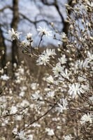 Magnolia stellata 40- 60 cm