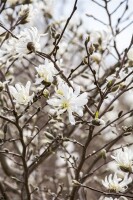 Magnolia stellata 40- 60 cm