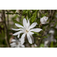 Magnolia stellata kräftig 4xv mDb 125- 150 cm