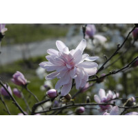 Magnolia stellata George Henry Kern mehrjährig...