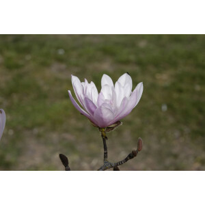 Magnolia stellata Rosea 9 cm Topf - Höhe variiert...