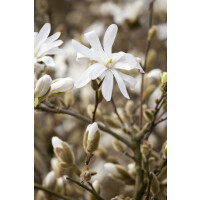 Magnolia stellata Royal Star kräftig 4xv mDb 150-...