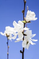 Magnolia stellata Waterlily 60- 80 cm