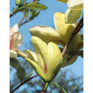 Magnolia Sunrise 40- 60 cm