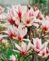 Magnolia Sunrise 40- 60 cm