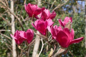 Magnolia Vulcan 60- 80 cm