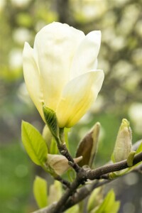 Magnolia Yellow Joy 80- 100 cm