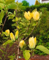 Magnolia Yellow Joy 80- 100 cm