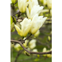 Magnolia Yellow River 60- 80 cm