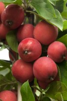 Malus Eleyi Sta C10 Sth80