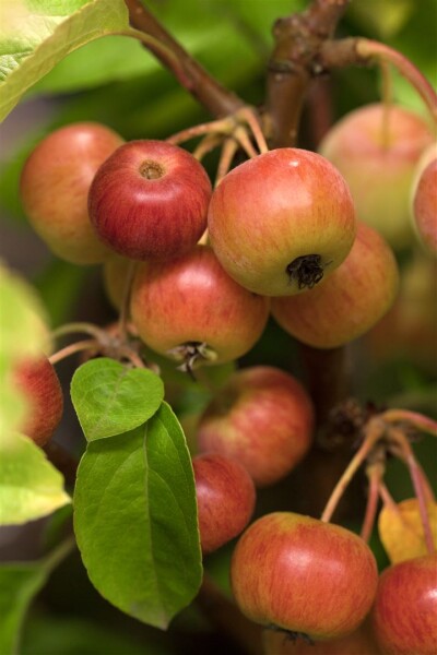 Malus Evereste  mehrjährig Stammhöhe 125 cm  + Krone