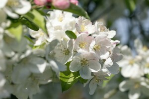 Malus Evereste  mehrjährig Stammhöhe 125 cm  + Krone