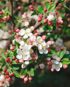 Malus Evereste  mehrjährig Stammhöhe 125 cm  + Krone