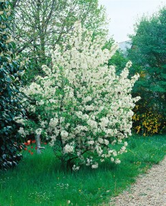 Malus Evereste  mehrjährig Stammhöhe 125 cm  + Krone