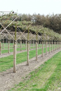 Malus Evereste  mehrjährig Stammhöhe 125 cm  + Krone