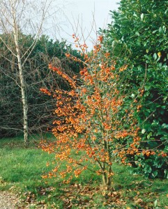 Malus Evereste  mehrjährig Stammhöhe 125 cm  + Krone